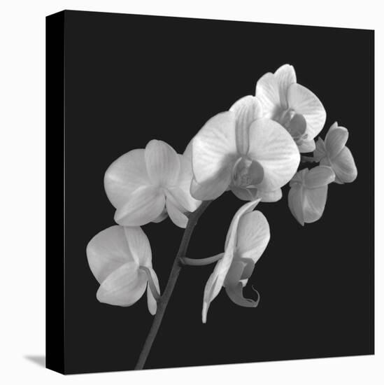 Orchid Illusion I-Katja Marzahn-Stretched Canvas