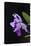 Orchid, Inle Lake, Shan State, Myanmar-Keren Su-Premier Image Canvas