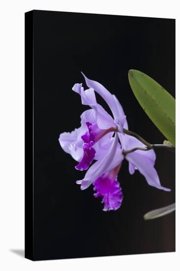 Orchid, Inle Lake, Shan State, Myanmar-Keren Su-Premier Image Canvas