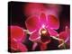 Orchid, Malaysia-Michele Molinari-Premier Image Canvas