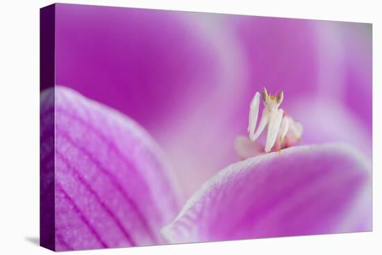 Orchid mantis on Phalenopsis orchid-Edwin Giesbers-Premier Image Canvas