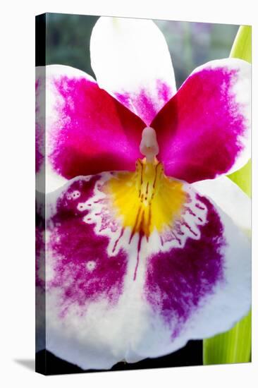 Orchid Miltonia-Charles Bowman-Premier Image Canvas