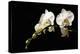 Orchid on Black-Karyn Millet-Premier Image Canvas