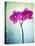Orchid, Orchidacea, Flower, Blossom, Plant, Still Life, Green, Pink, Pink, Leaves-Axel Killian-Premier Image Canvas