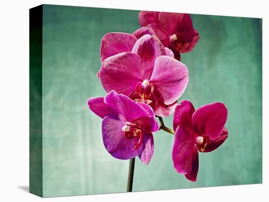 Orchid, Orchidacea, Flower, Blossoms, Plant, Still Life, Green, Pink-Axel Killian-Premier Image Canvas