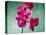 Orchid, Orchidacea, Flower, Blossoms, Plant, Still Life, Green, Pink-Axel Killian-Premier Image Canvas