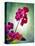 Orchid, Orchidacea, Flower, Blossoms, Plant, Still Life, Green, Pink-Axel Killian-Premier Image Canvas