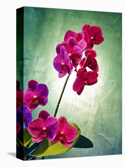 Orchid, Orchidacea, Flower, Blossoms, Plant, Still Life, Green, Pink-Axel Killian-Premier Image Canvas