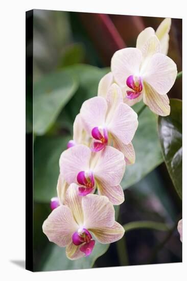 Orchid (Phalaenopsis Sp.)-Maria Mosolova-Premier Image Canvas