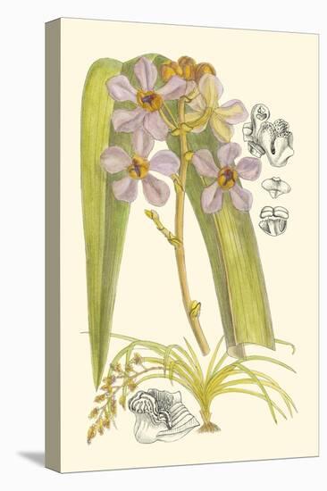 Orchid Plenty V-Samuel Curtis-Stretched Canvas
