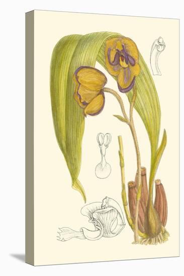 Orchid Plenty VI-Samuel Curtis-Stretched Canvas