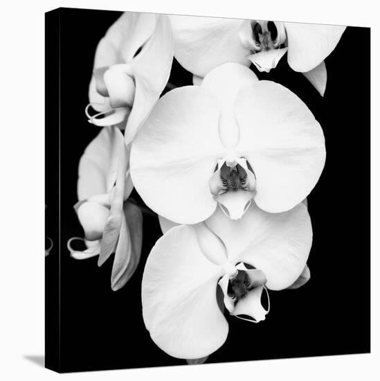 Orchid Portrait I-Jeff Maihara-Stretched Canvas