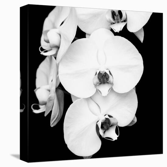 Orchid Portrait I-Jeff Maihara-Stretched Canvas