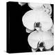 Orchid Portrait II-Jeff Maihara-Stretched Canvas