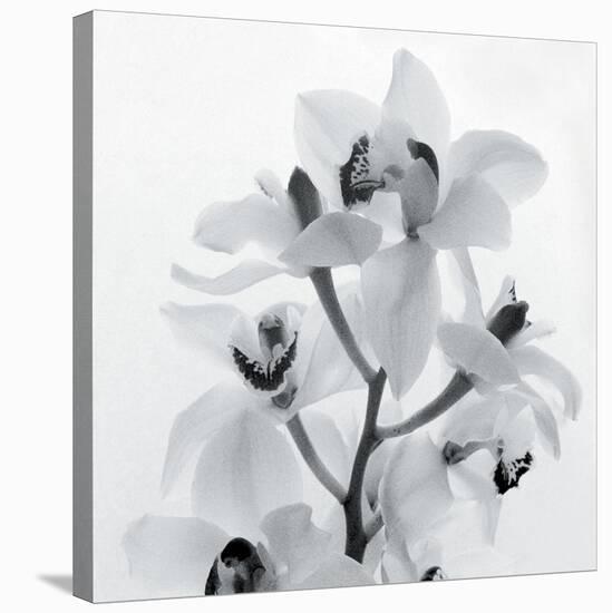 Orchid Spray I-Tom Artin-Stretched Canvas