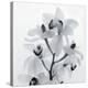 Orchid Spray I-Tom Artin-Stretched Canvas
