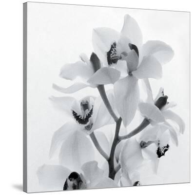 Spray paint art Orchid Flowers 