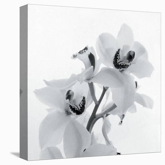 Orchid Spray II-Tom Artin-Stretched Canvas