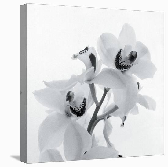 Orchid Spray II-Tom Artin-Stretched Canvas