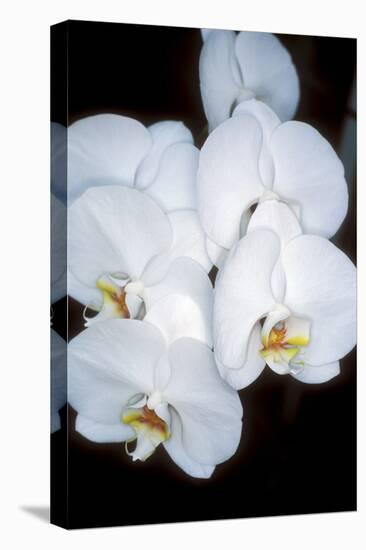 Orchid Study-Anna Miller-Premier Image Canvas