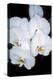 Orchid Study-Anna Miller-Premier Image Canvas