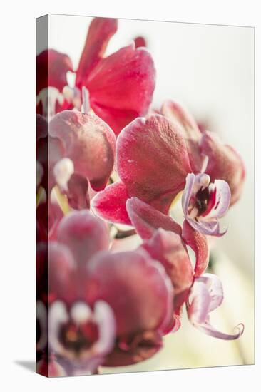 Orchid, Tender Blossoms in Bordeaux, Backlit, Vertically-Petra Daisenberger-Premier Image Canvas
