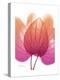 Orchid Tree Pink Orange-Albert Koetsier-Stretched Canvas