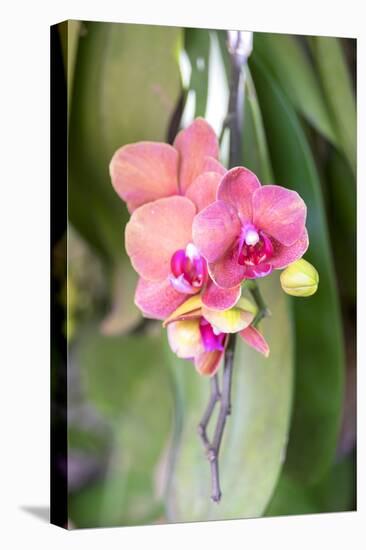 Orchid, USA-Lisa S. Engelbrecht-Premier Image Canvas