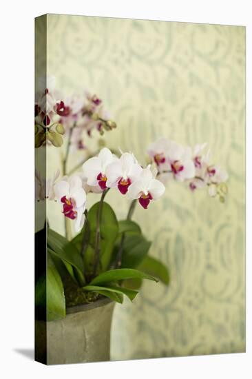 Orchid Vase-Karyn Millet-Premier Image Canvas