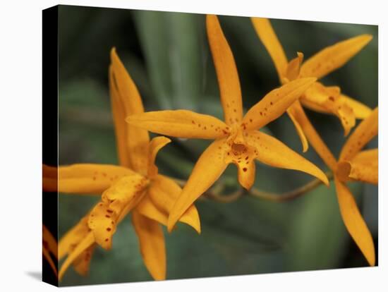 Orchid World, Barbados, Caribbean-Greg Johnston-Premier Image Canvas