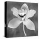 Orchid-Erin Clark-Stretched Canvas
