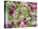 Orchid-Adam Jones-Premier Image Canvas