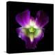 Orchid-Magda Indigo-Premier Image Canvas