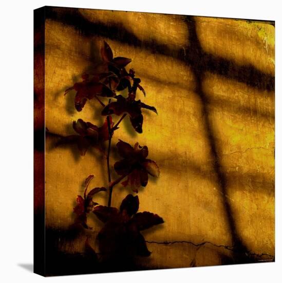 Orchid-Lydia Marano-Premier Image Canvas