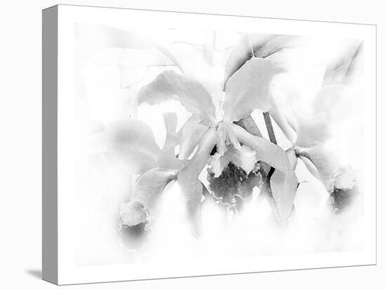 Orchid-Maria Trad-Premier Image Canvas