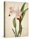 Orchids 2-Kimberly Allen-Stretched Canvas