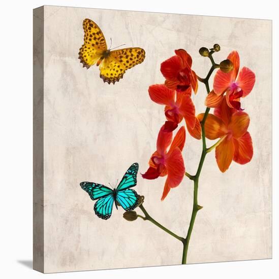 Orchids & Butterflies II-Teo Rizzardi-Stretched Canvas