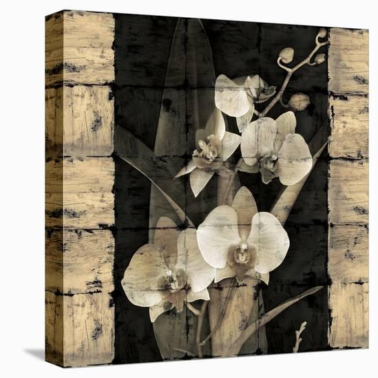 Orchids in Bloom II-John Seba-Stretched Canvas