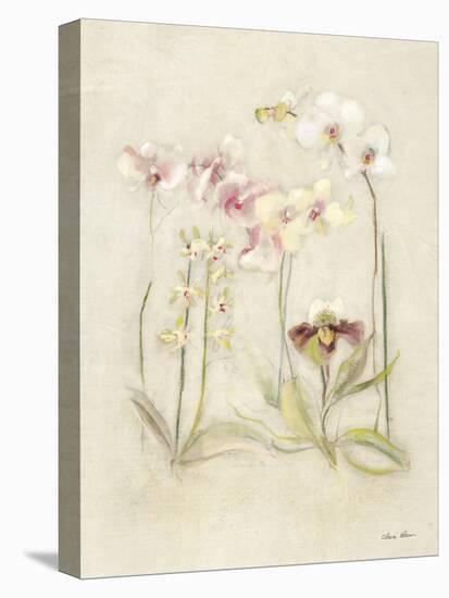 Orchids in Bloom II-Cheri Blum-Stretched Canvas