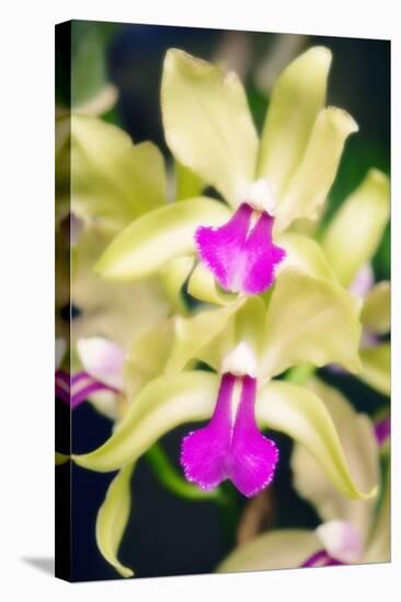 Orchids (Lc. Roitelet 'Paradis')-Maria Mosolova-Premier Image Canvas