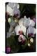 Orchids on Display, London-Natalie Tepper-Stretched Canvas