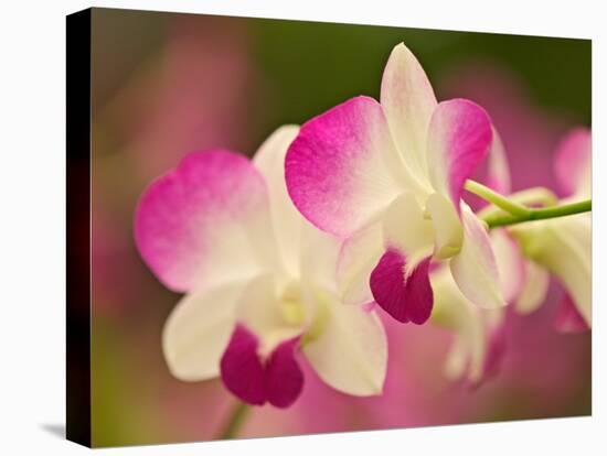 Orchids, Selby Gardens, Sarasota, Florida, USA-Adam Jones-Premier Image Canvas