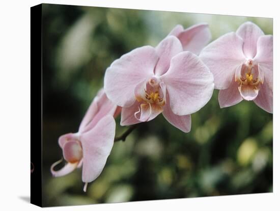 Orchids-Alfred Eisenstaedt-Premier Image Canvas