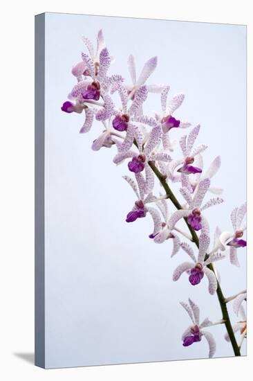 Orchids-Lawrence Lawry-Premier Image Canvas