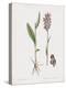 Orchis Latifolia-James Sowerby-Stretched Canvas