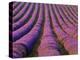 Orderly Rows of Lavender, Provence Region, France-Jim Zuckerman-Premier Image Canvas