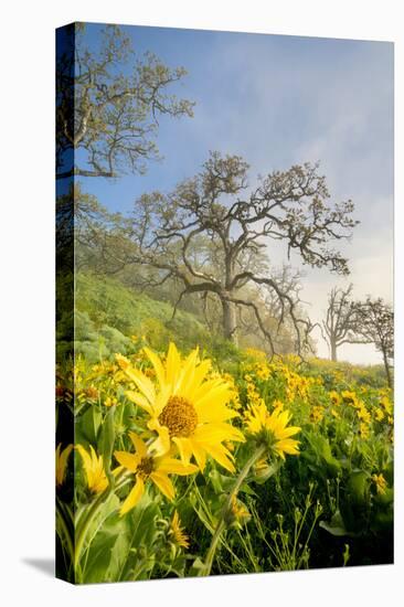 Oregon. Arrowleaf Balsamroot flowers and oak trees in spring bloom at the Rowena Plateau-Gary Luhm-Premier Image Canvas