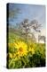 Oregon. Arrowleaf Balsamroot flowers and oak trees in spring bloom at the Rowena Plateau-Gary Luhm-Premier Image Canvas