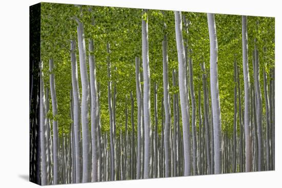 Oregon, Boardman. Pattern of Hybrid Poplar Trees-Jaynes Gallery-Premier Image Canvas