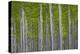 Oregon, Boardman. Pattern of Hybrid Poplar Trees-Jaynes Gallery-Premier Image Canvas
